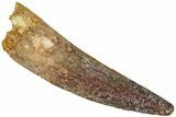 Fossil Spinosaurus Tooth - Real Dinosaur Tooth #311792-1